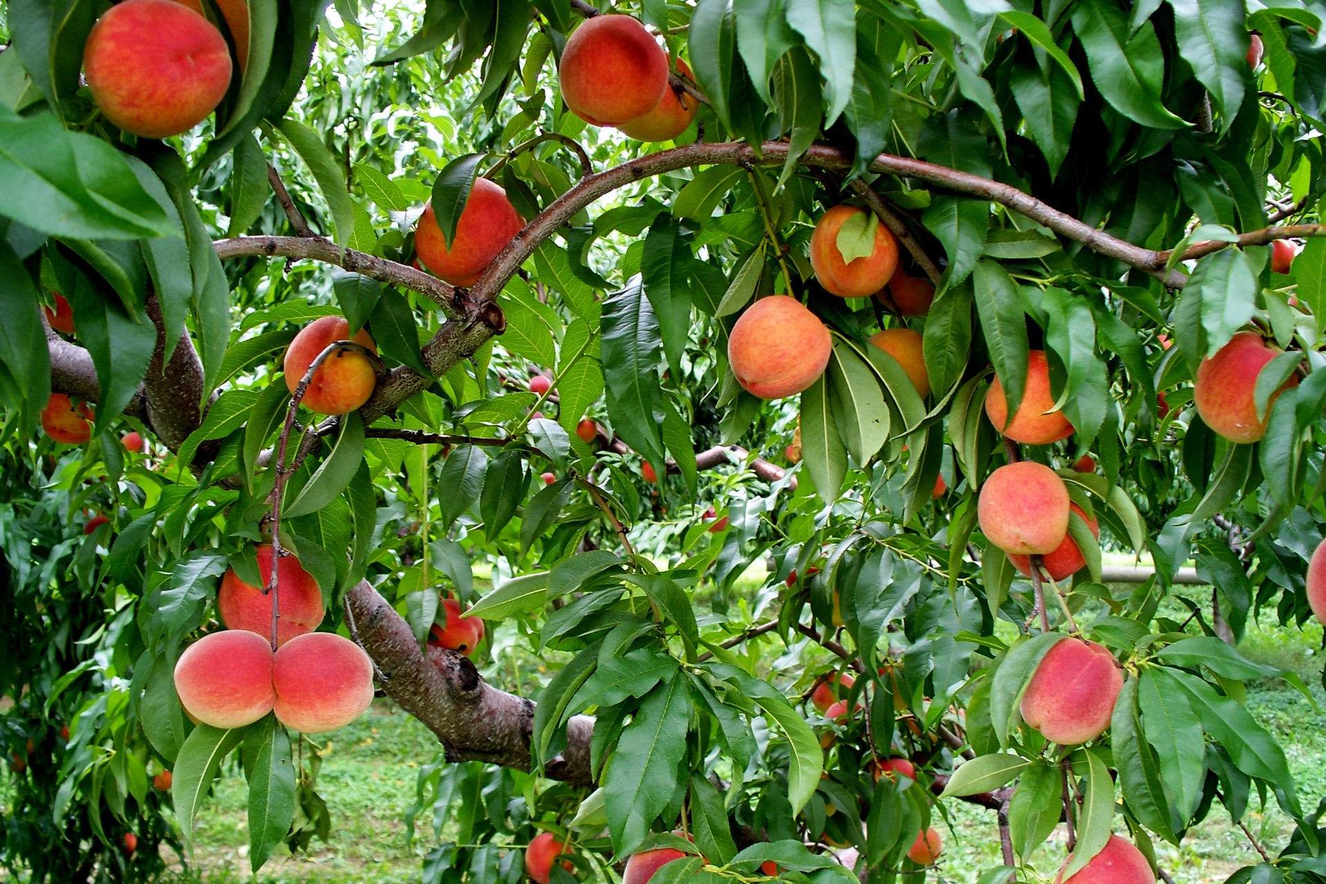 Плодовые деревья персик